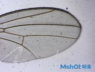 明美1600萬高像素顯微鏡相機(jī)助力于果蠅研究