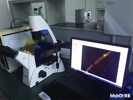 明美倒置熒光顯微鏡助力廣東藥科大學(xué)線蟲觀察
