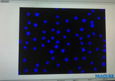 明美倒置熒光模塊應(yīng)用于中科院昆明動物研究所活細(xì)胞檢測