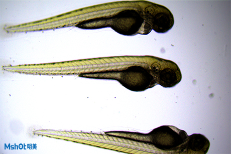 明美熒光顯微鏡助力上海市公共衛(wèi)生臨床斑馬魚觀察