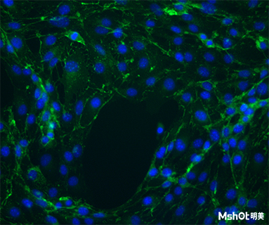 明美熒光顯微鏡助力中科院細(xì)胞爬片觀察