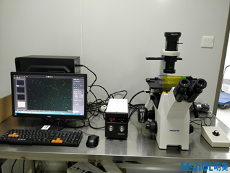 明美倒置熒光顯微鏡MF53-N用于人胚胎腎細(xì)胞觀察