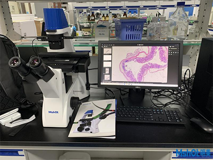 明美倒置顯微鏡應(yīng)用于細(xì)胞生長觀察