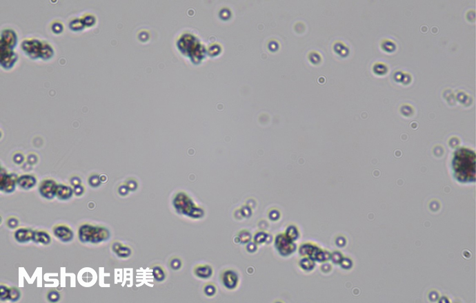 觀察鈦白粉用什么顯微鏡？