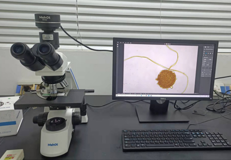 毛霉用什么顯微鏡觀察？