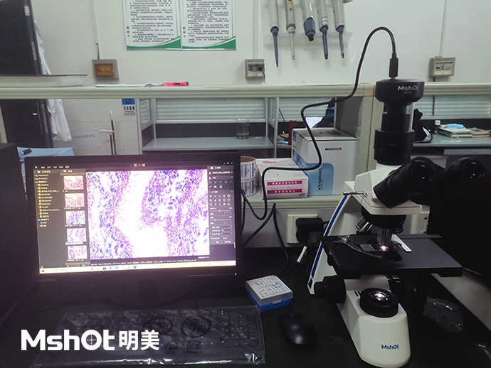 河蜆可以用什么顯微鏡觀察？