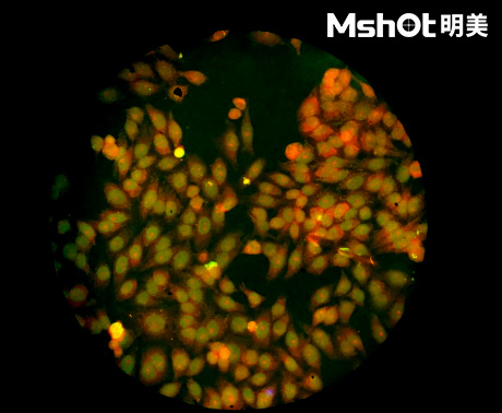 體視熒光顯微鏡用于細(xì)胞生物學(xué)領(lǐng)域